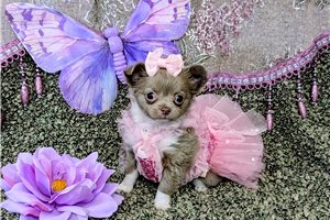 Natalia - puppy for sale