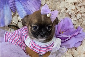 Elise - Chihuahua for sale