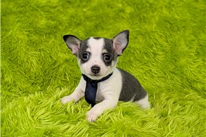 Archibald - Chihuahua for sale