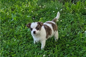 Hunter - Chihuahua for sale