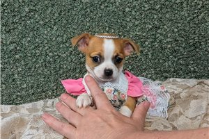 Elena - puppy for sale