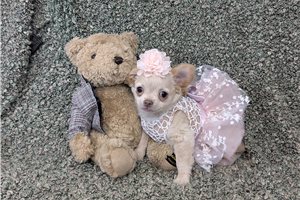Lily - Chihuahua for sale