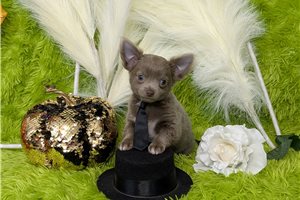 Jerrick - puppy for sale