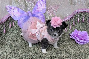 Nikki - Chihuahua for sale