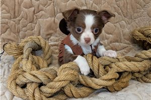 Giovanni - Chihuahua for sale