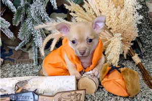 Leonard - Chihuahua for sale