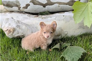 Raj - Chihuahua for sale