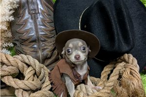Mason - Chihuahua for sale