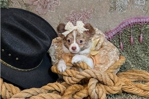 Hazel - Chihuahua for sale