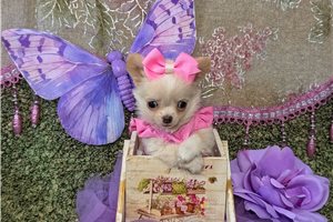 Lucy - puppy for sale