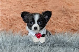Howie - Chihuahua for sale