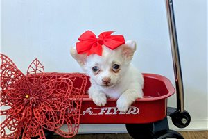 Cami - Chihuahua for sale