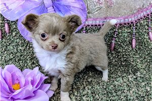 Natalia - Chihuahua for sale