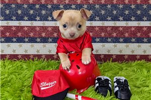 George - puppy for sale