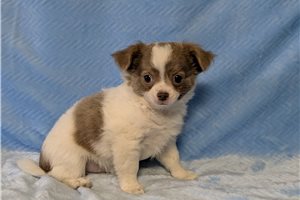 Hendrix - Chihuahua for sale