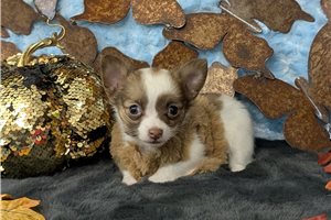 Chester - puppy for sale