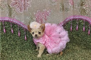 Lily - Chihuahua for sale