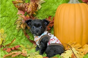 Jeremy - puppy for sale