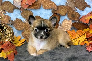 Cinnamon - puppy for sale