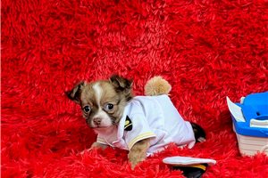 Arch | Puppies For Sale at Pawrade