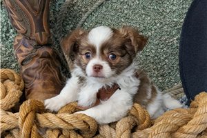 Bobby - Chihuahua for sale