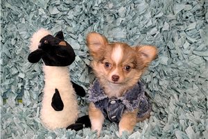 Nolan - Chihuahua for sale