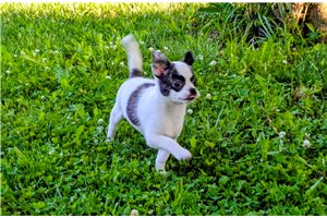 Bono - Chihuahua for sale