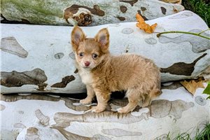 Raj - Chihuahua for sale