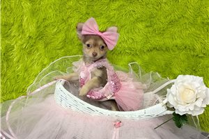 Millie - Chihuahua for sale