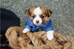 Roberto - Chihuahua for sale