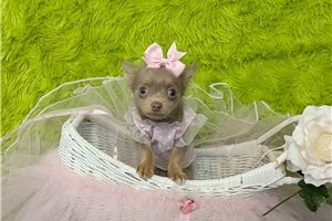 Montana - Chihuahua for sale