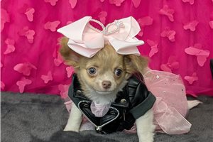 Flora - Chihuahua for sale