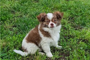 Bobby - Chihuahua for sale