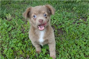 Florence - Chihuahua for sale