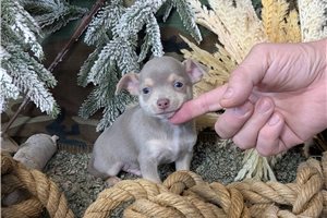 Sheldon - Chihuahua for sale