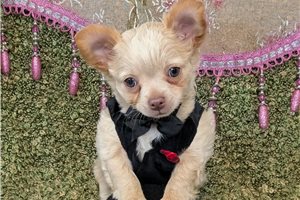 Mateo - Chihuahua for sale