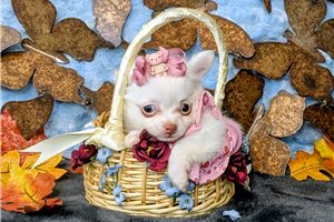 Sugar - puppy for sale