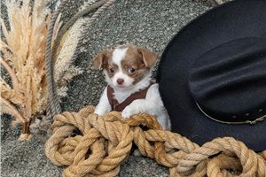 Hendrix - Chihuahua for sale