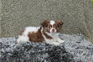 Bobby - Chihuahua for sale