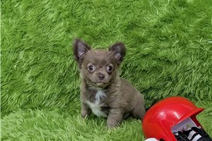 Slugger - puppy for sale