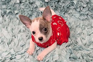 Lovey - Chihuahua for sale