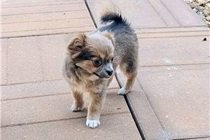 Fancy - Chihuahua for sale