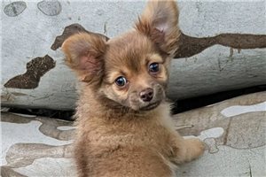 Justin - Chihuahua for sale