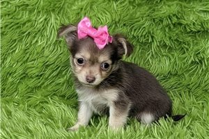 Millie - puppy for sale