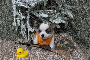 Hunter - puppy for sale