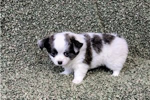 Iggy - Chihuahua for sale