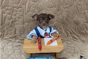 Graham - Chihuahua for sale