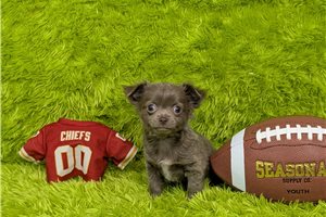 Patrick - Chihuahua for sale