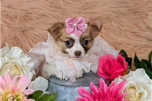 Harmony - puppy for sale