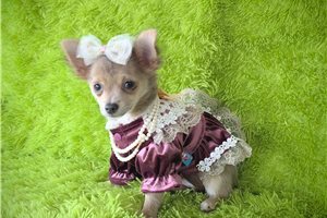 Brenna - Chihuahua for sale